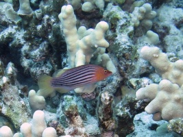 61 Eightline Wrasse IMG 2376